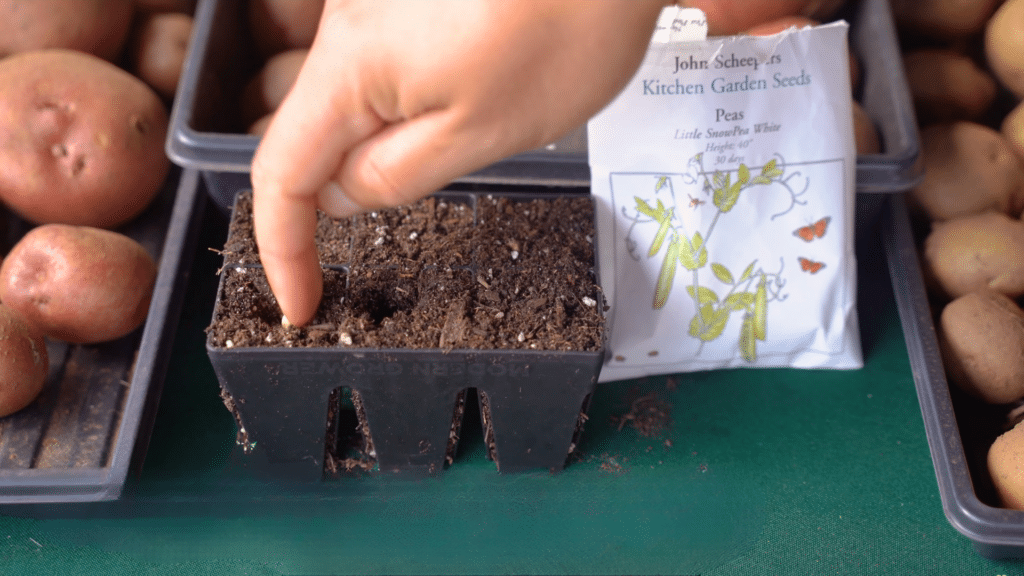 planting pea seed in soil tray container