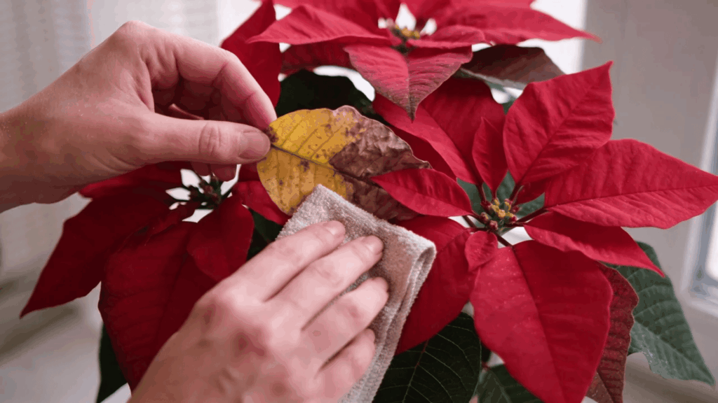 poinsettia care removing yellow leaf to keep plant healthy and improve overall growth