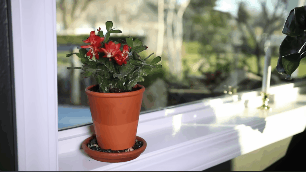 potted plant with red flowers sitting on windowsill with sunlight and blurred garden background