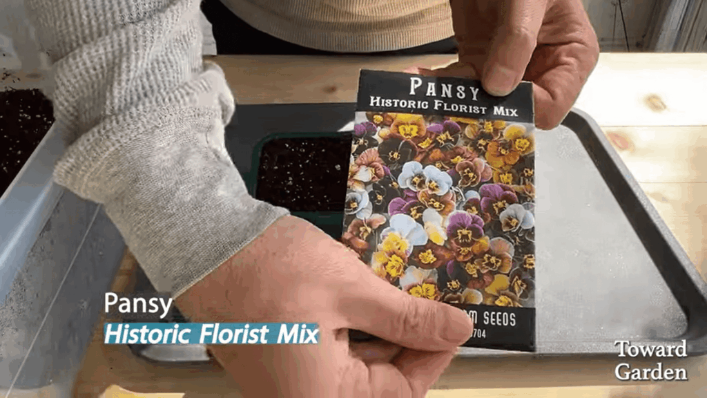 preparing the container and florist mix showing when to plant pansies for good growth