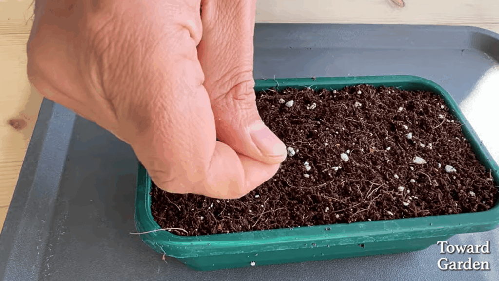 preparing the container and showing when to plant pansies for good growth