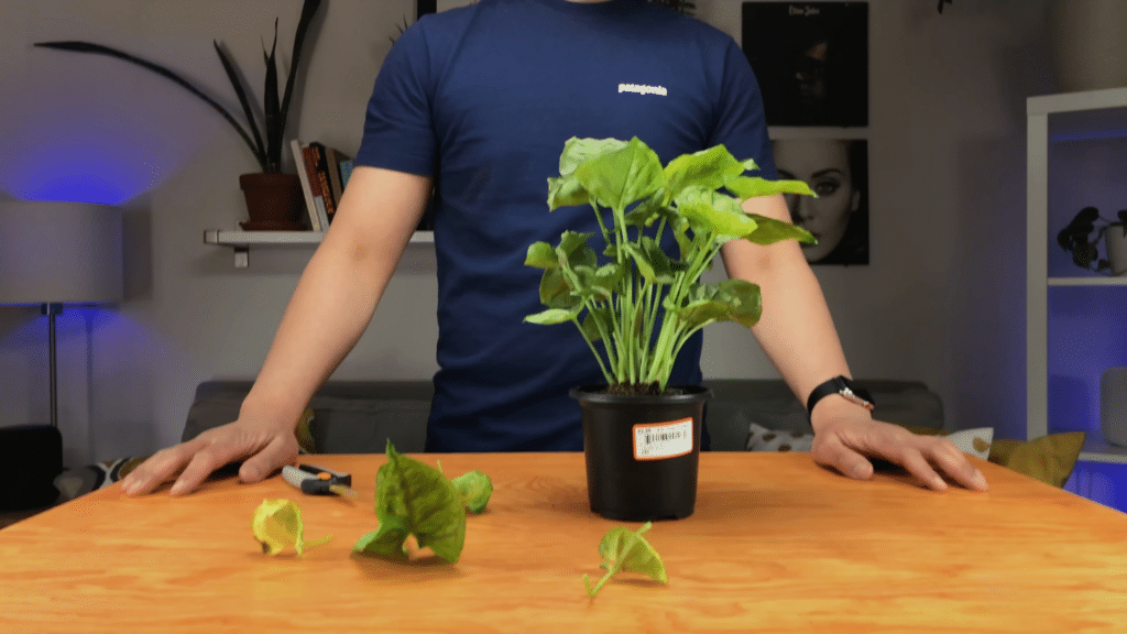 pruning excess leaves to support root growth after repotting