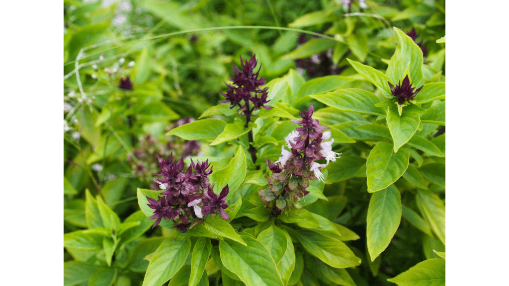 purple basil flowers and buds rising above bright green leaves in a garden bed with dense foliage in soft focus background natural pest repellent