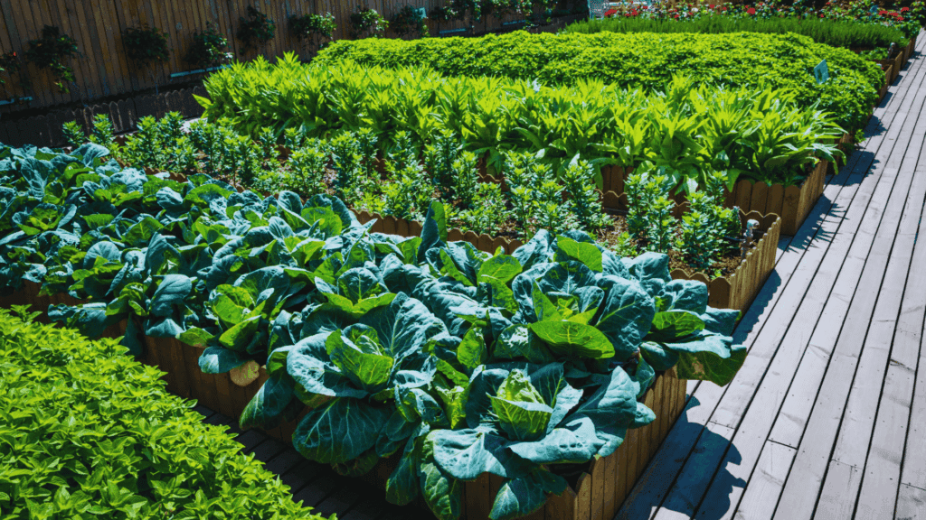 raised bed urban vegetable garden with cabbage and leafy greens growing in organized rows