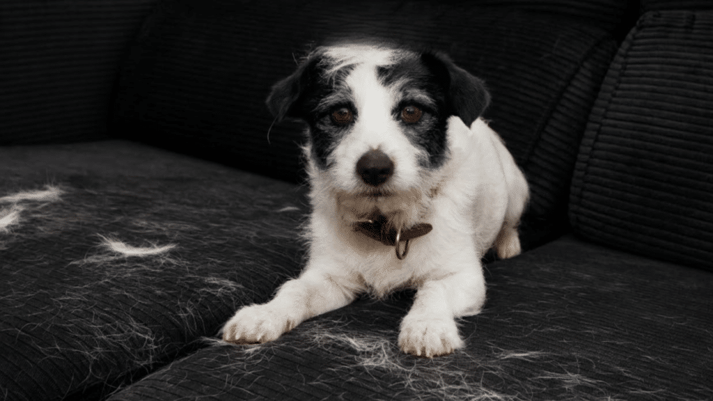 remove pet hair from of a small dog resting on dark sofa covered with visible loose fur from shedding