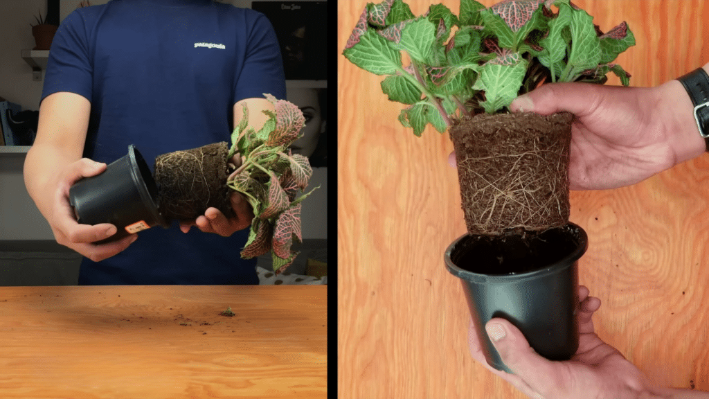 removing plant from pot showing dense root ball