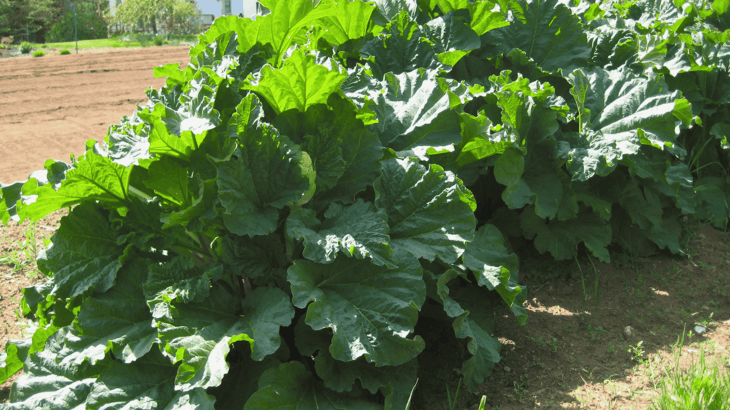 rhubarb plants with large green leaves growing in a garden does rhubarb need full sun