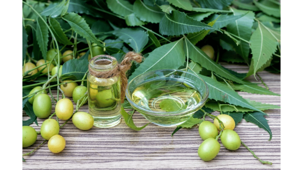 small glass bottle and bowl of neem oil placed on wooden surface with fresh neem leaves and green neem fruits in background natural pest repellent