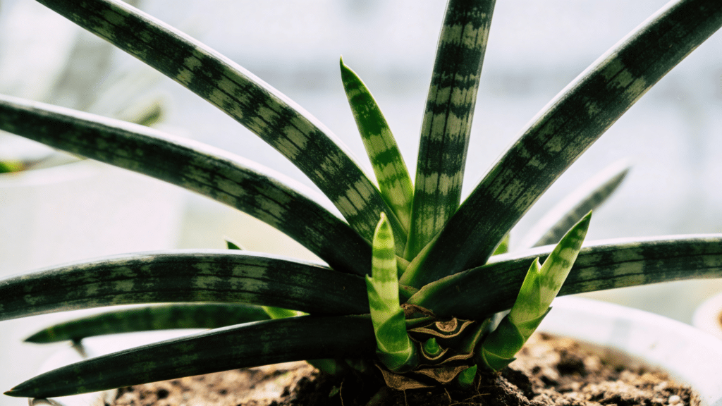 snake plant with striped leaves growing in pot