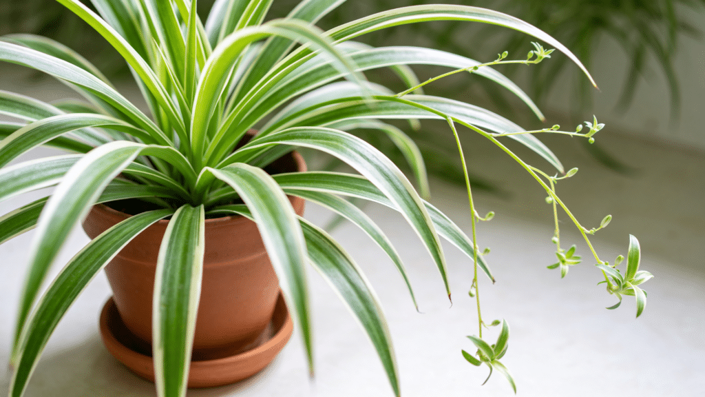 spider plant with long striped leaves and runners