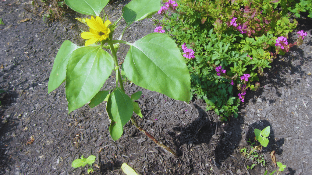 sunflower in bloom with young plants nearby in a garden