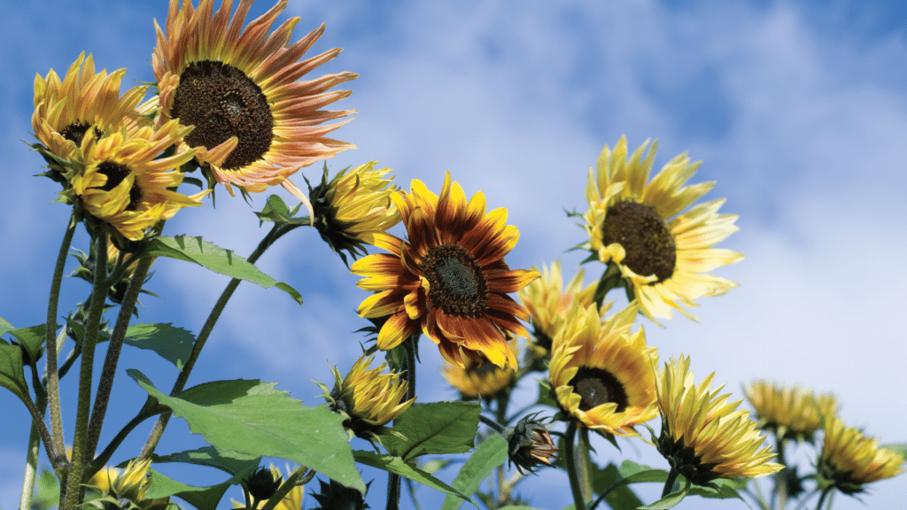 sunflowers in various stages of bloom showcasing different sunflower growth stages under a blue sky