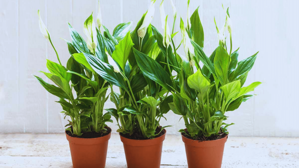 How Often to Water Peace Lily for Healthy Growth? three peace lily plants with white flowers and lush green leaves growing in small brown pots