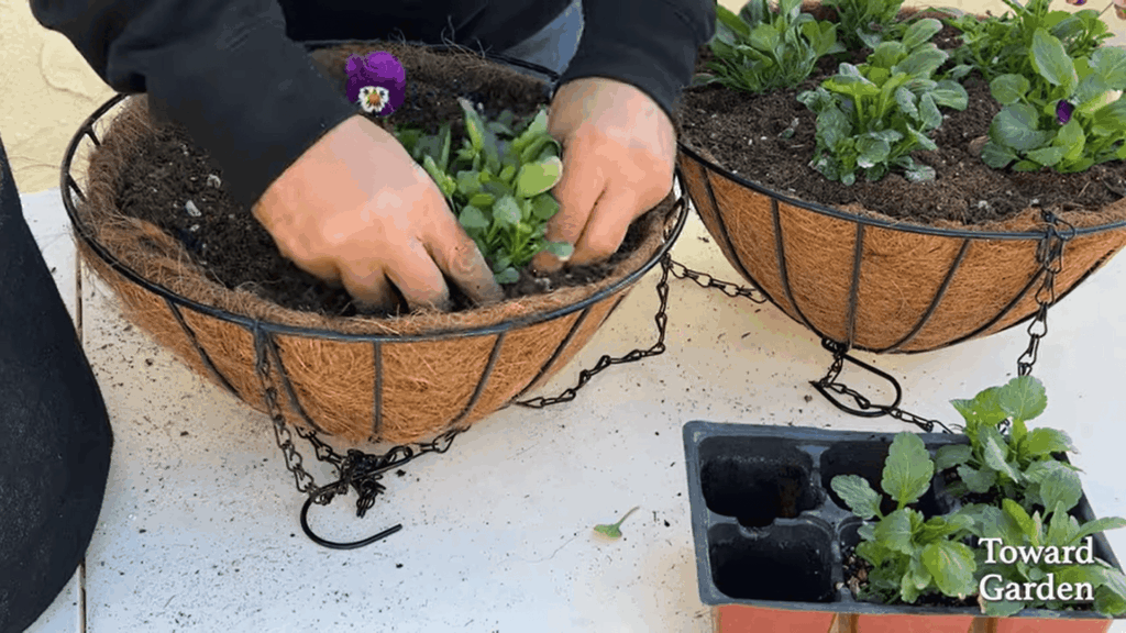 transplanting seeds to larger pots and showing when to plant pansies for good growth