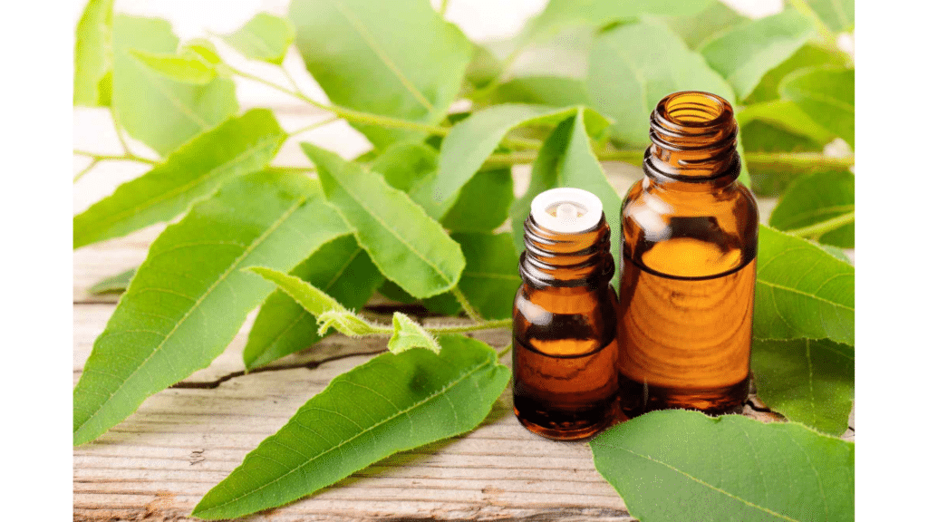 two small amber glass bottles placed on wooden surface surrounded by fresh green eucalyptus leaves suggesting natural essential oil use natural pest repellent