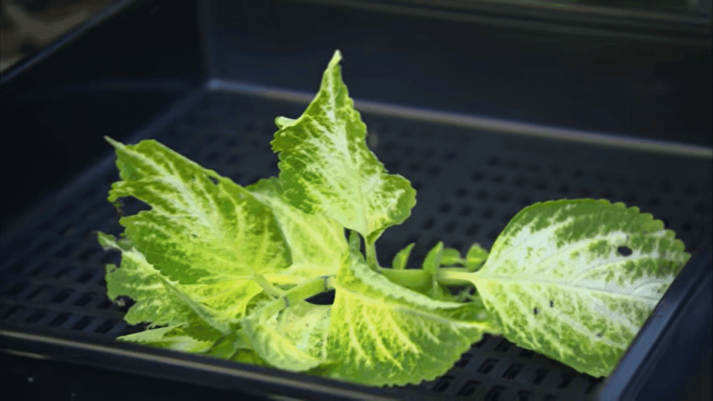 variegated plant cutting in tray showing how to propagate plants step by step at home