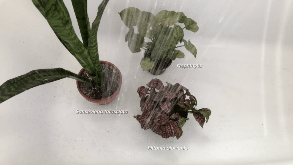 watering repotted plants thoroughly to settle soil and roots