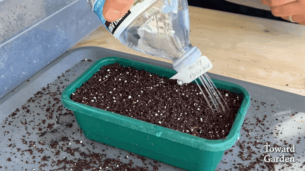 watering the soil for growth and showing when to plant pansies for good growth