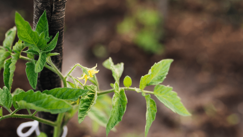 young plant growing with small leaves and flower
