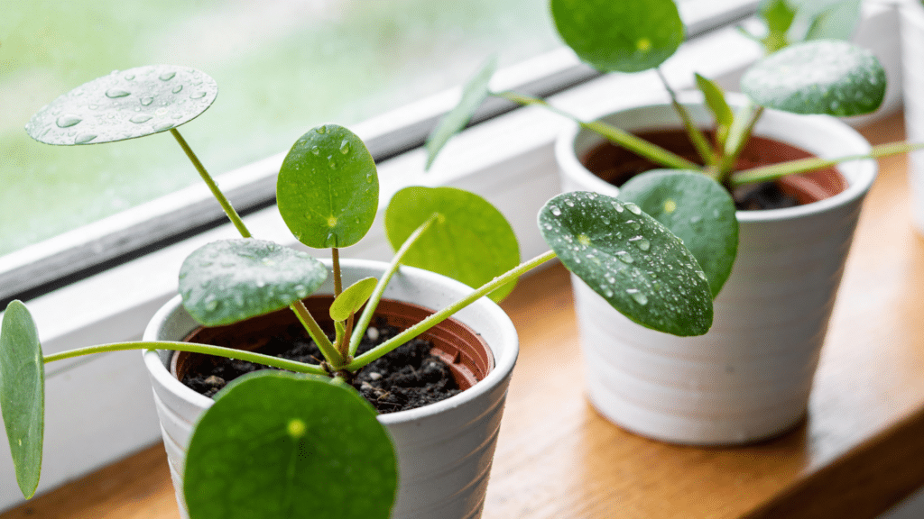 young plants growing in fresh soil with water droplets