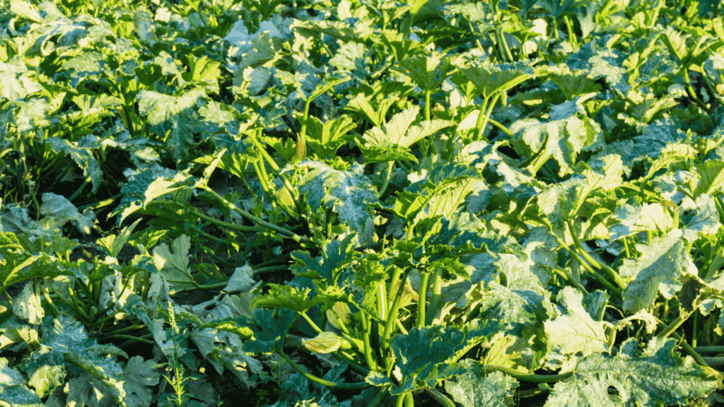zucchini field with vibrant green leaves does rhubarb need full sun