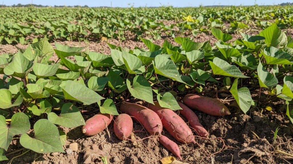 A close-up of several sweet potatoes partially exposed on the ground among the green vines of the plants. The sun is shining on the field, with rows of plants visible in the background.