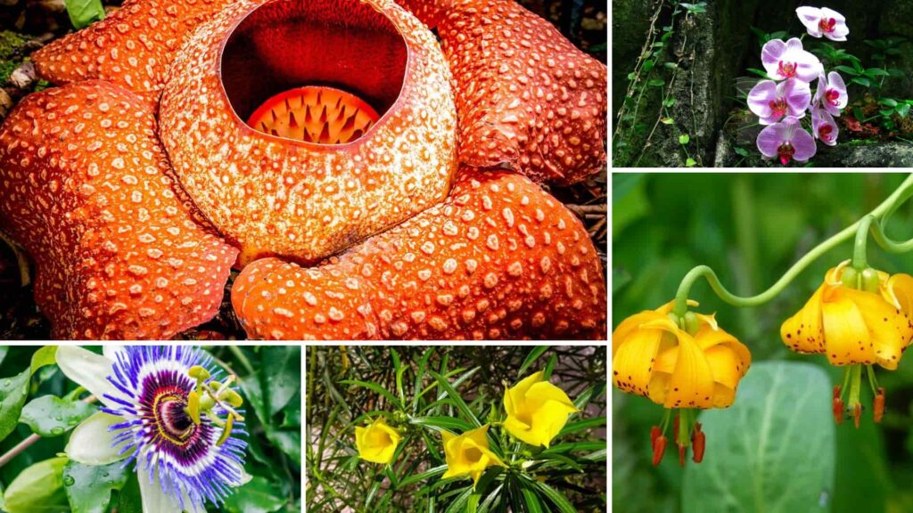 A collage of tropical flowers, including the giant Rafflesia with its red and spotted petals, orchids, passionflower, yellow lilies, and other exotic blooms.