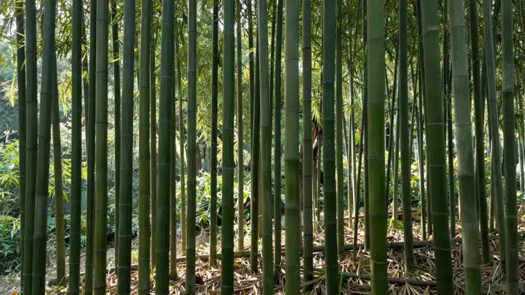 A dense grove of tall bamboo stalks with vibrant green leaves, creating a peaceful, natural backdrop