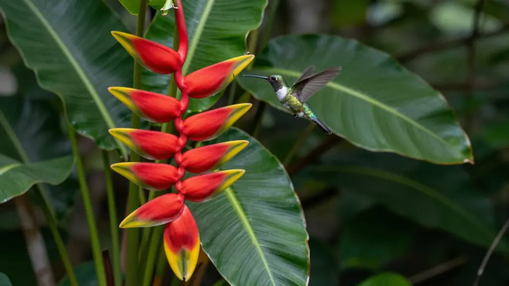 A hummingbird hovering near bright red and yellow Heliconia flowers, with large green leaves in the background.