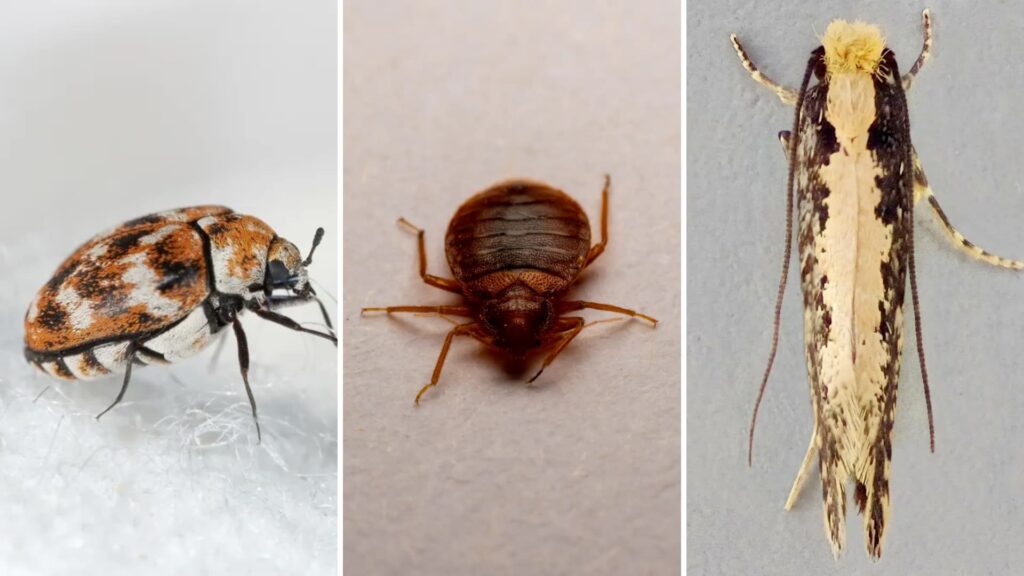 A side-by-side visual comparison showing a varied carpet beetle, a bed bug, and a clothes moth on a white background.