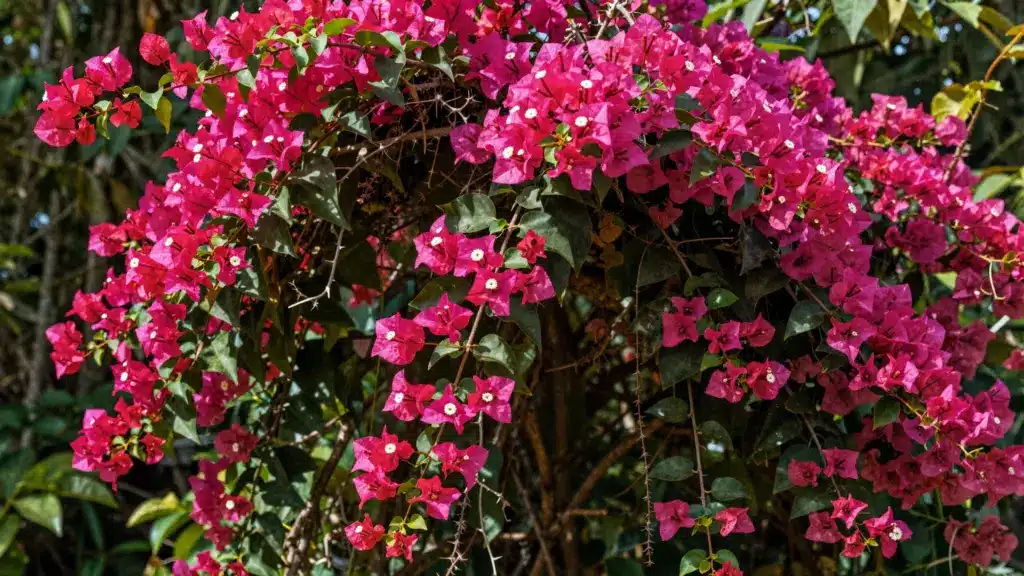 A vibrant bougainvillea plant with clusters of bright pink flowers against dark green leaves, creating a lush, colorful display.