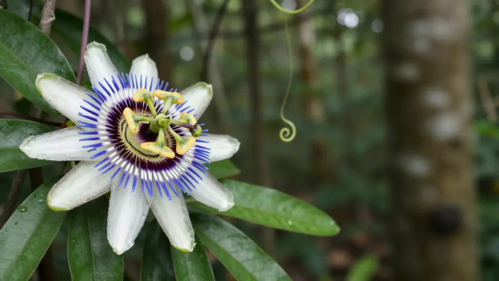 A vibrant passionflower with white petals, purple filaments, and green and yellow central structures, surrounded by lush green leaves.