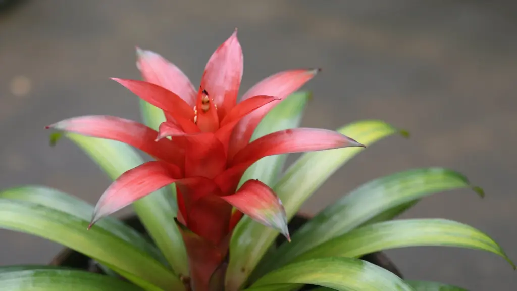 A vibrant red Bromeliad flower blooming from the center of green spiky leaves, with soft gradient hues on the petals