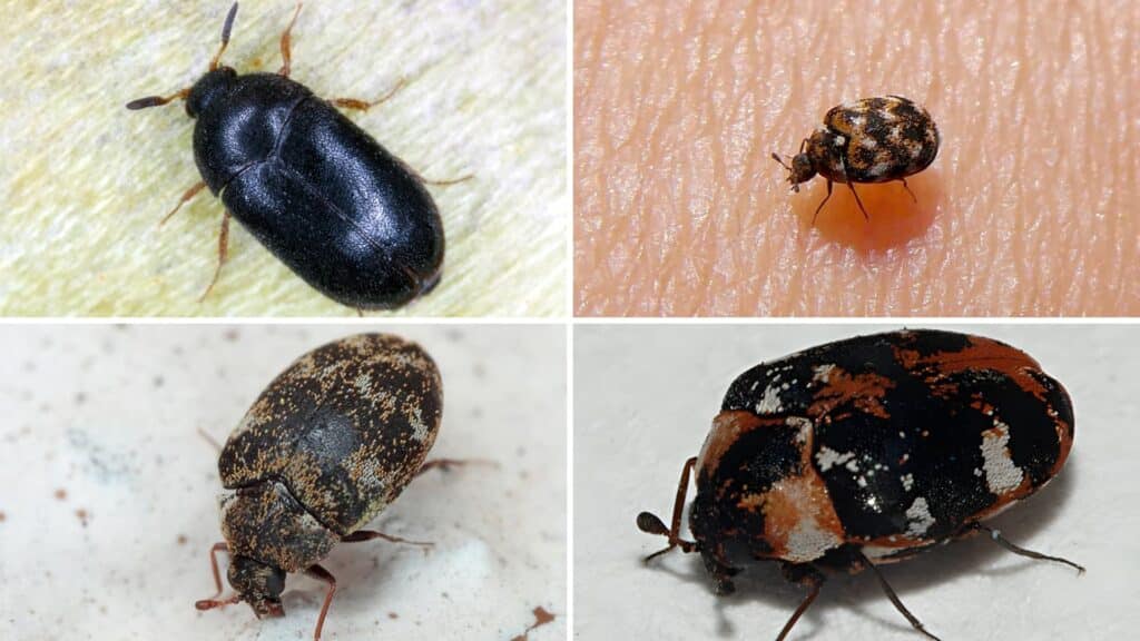 Close-up of the four most common carpet beetle species Black, Varied, Furniture, and Common.