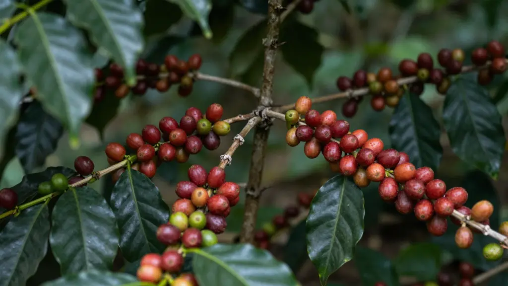 Coffee cherries in various stages of ripening, with red, yellow, and green colors, growing on a coffee plant branch amidst glossy green leaves.