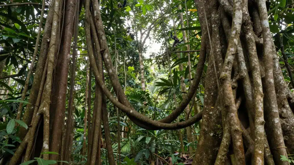 Liana vines twisting and hanging from tree trunks in a dense rainforest, with monkeys visible in the background among the lush green foliage.