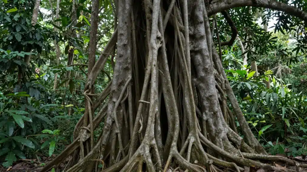 Strangler fig tree with twisting aerial roots surrounding the trunk, creating an intricate and dense network of roots in the forest.