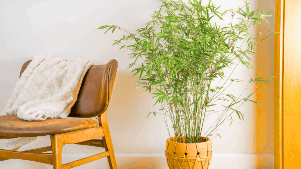 a bamboo plant in a pot indoors next to a chair with green slender leaves fast growing plants