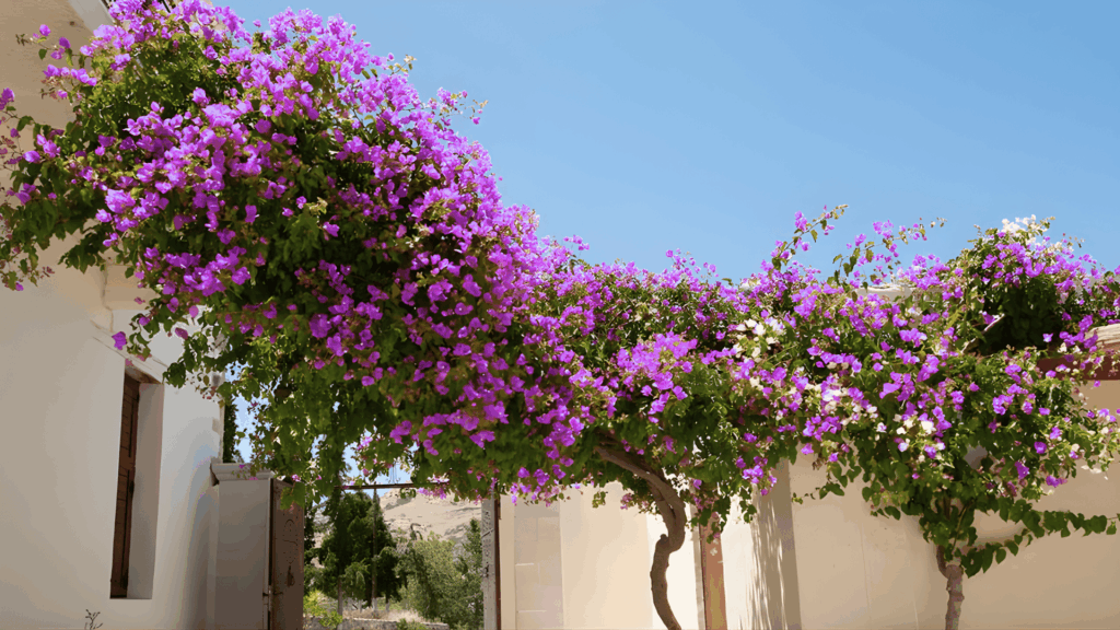 a bougainvillea plant with vibrant pink flowers growing over a wall in a sunny outdoor setting fast growing plants
