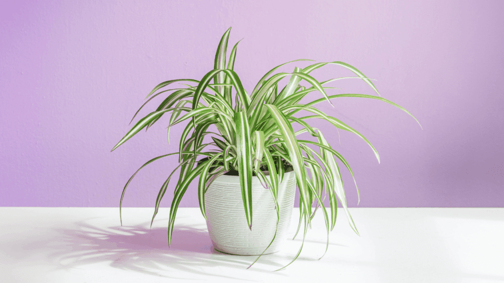 a green spider plant in a white pot on a table with long arching leaves fast growing plants