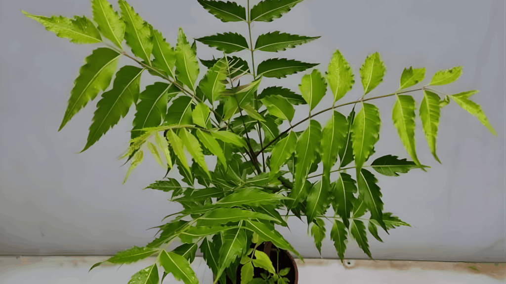 a neem plant in a small pot with green serrated leaves placed on a floor fast growing plants