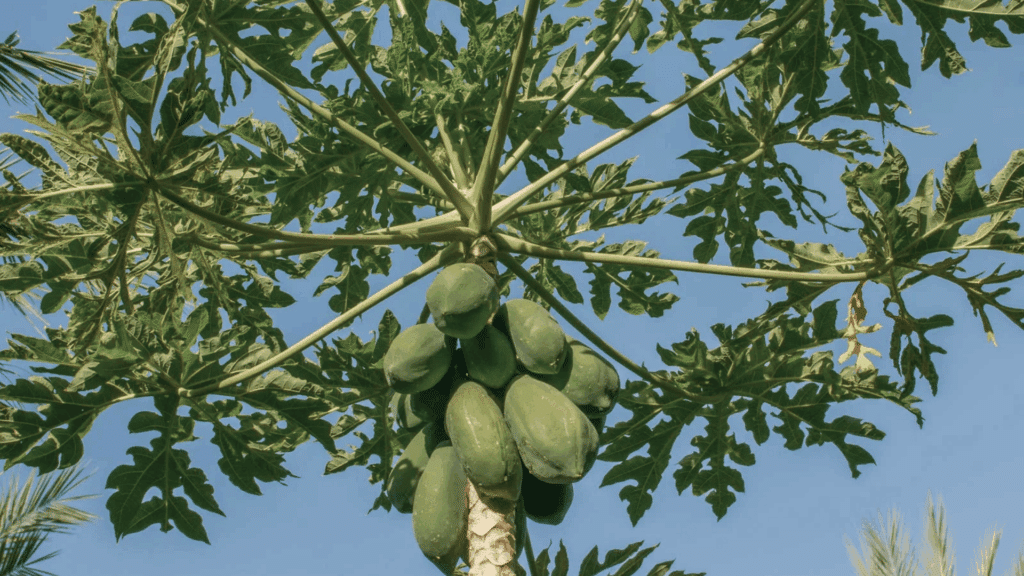 a papaya tree with clusters of green fruits growing under large leaves against a clear sky fast growing plants