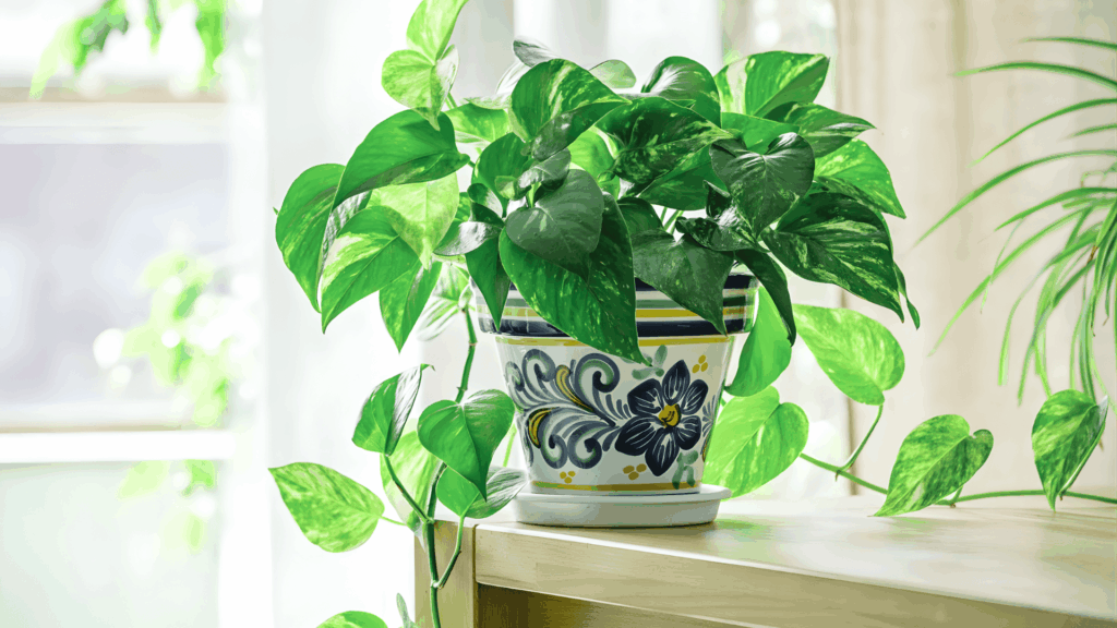 a pothos plant on a shelf with trailing green leaves fast growing plants