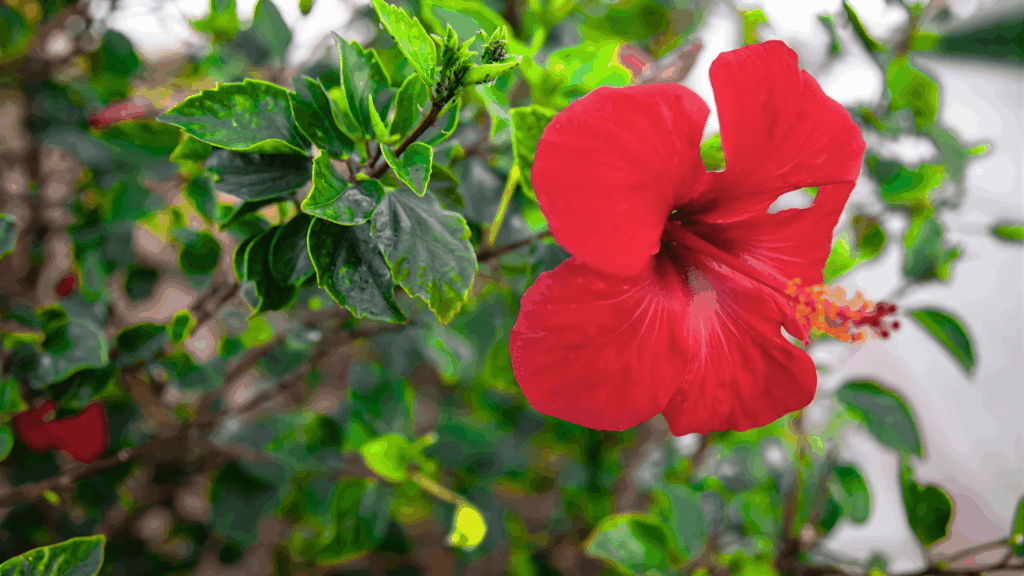 a red hibiscus flower blooming on a plant with green leaves in a garden fast growing plants