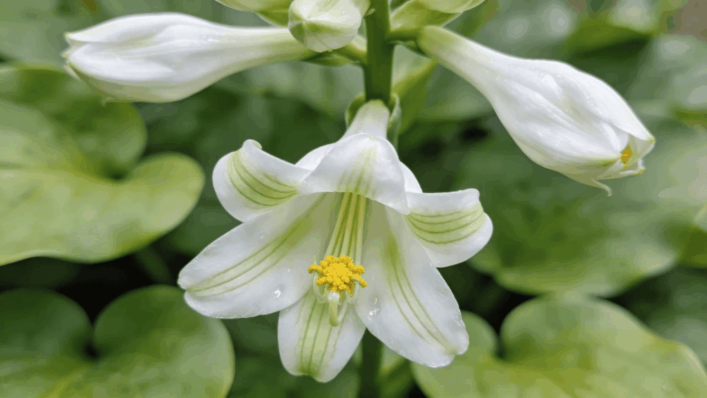 a white hosta flower with green veins and yellow center in garden perennial flowers vs annual