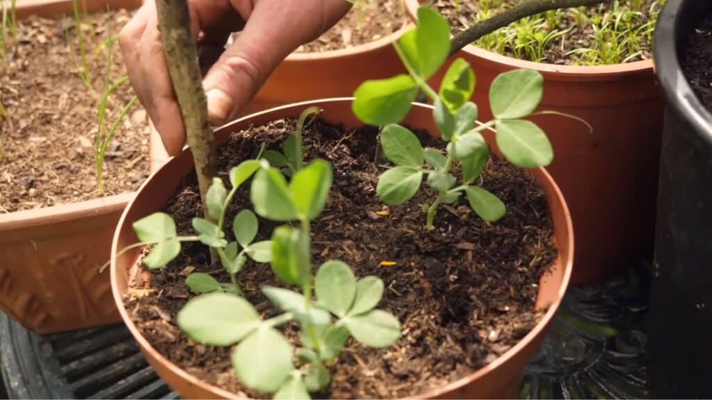 adding plant support with stakes or trellis for growing vegetables to keep stems upright and strong