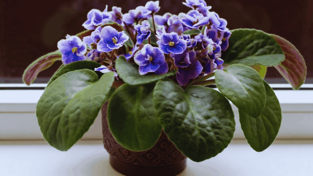 african violet plant with purple flowers and soft green leaves in small pot placed on indoor window sill