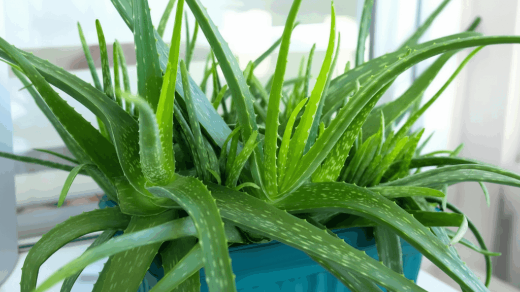 aloe vera plant with thick green leaves growing in pot showing drought resistant plant type