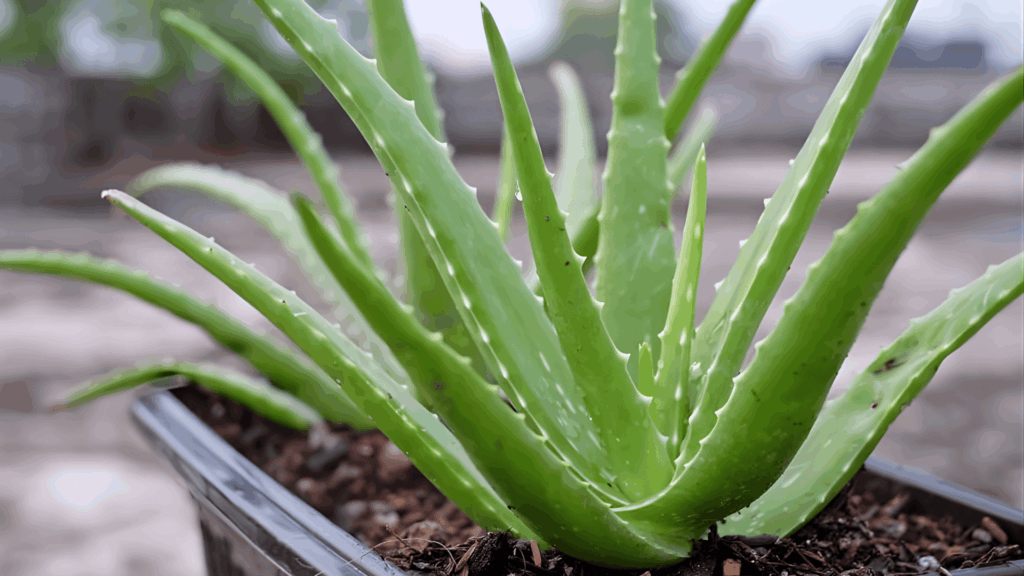 an aloe vera plant in a container with thick spiky green leaves fast growing plants