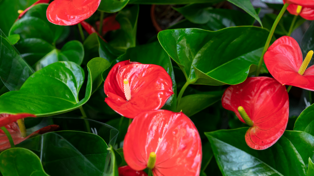 anthurium plant with shiny heart shaped leaves and bright red flowers placed indoors